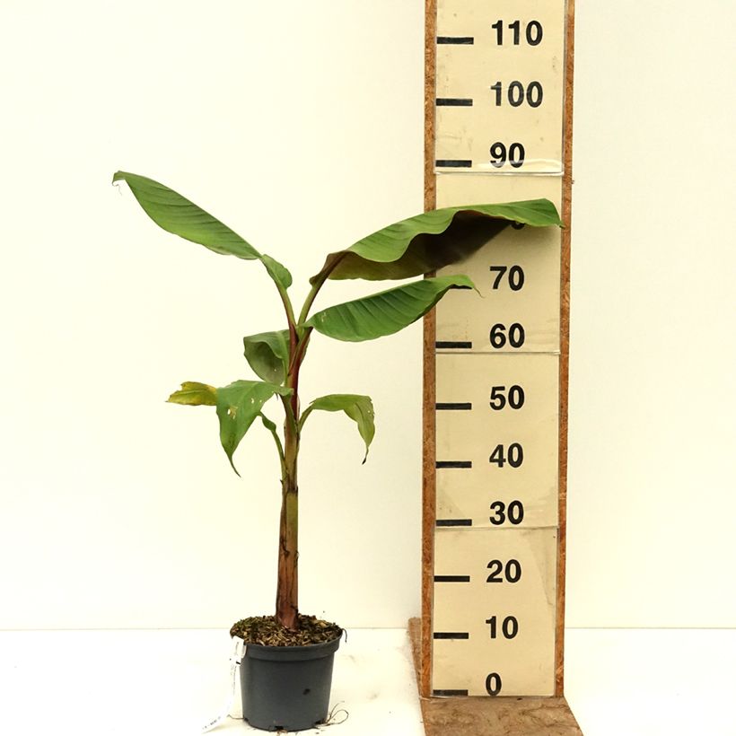Musa itinerans var. xishuangbannaensis Mekong Giant - Hardy Banana 2L/3L pot sample as delivered in spring