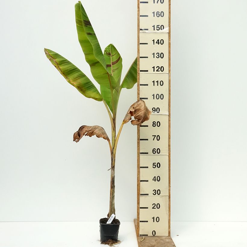Musa sikkimensis  Ever Red - Hardy Banana 1.5L/2L pot sample as delivered in summer