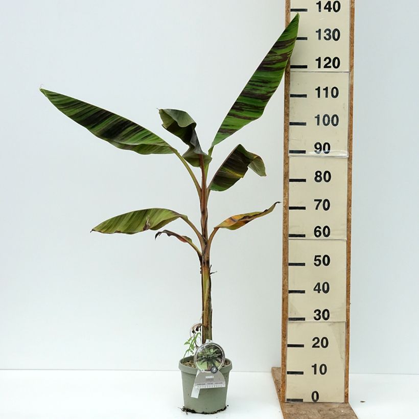 Musa sikkimensis  Ever Red - Hardy Banana 4L/5L pot sample as delivered in summer