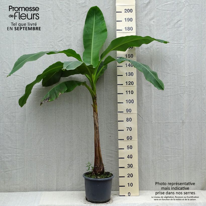 Musa velutina - Banana 7.5L/10L pot sample as delivered in autumn
