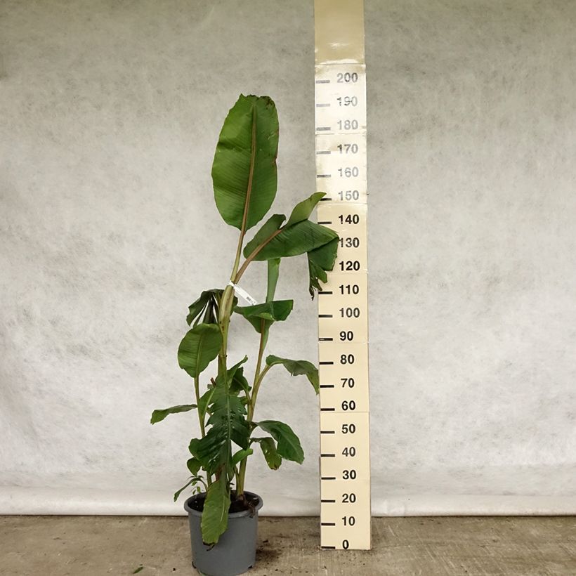 Musa velutina - Banana 7.5L/10L pot sample as delivered in spring