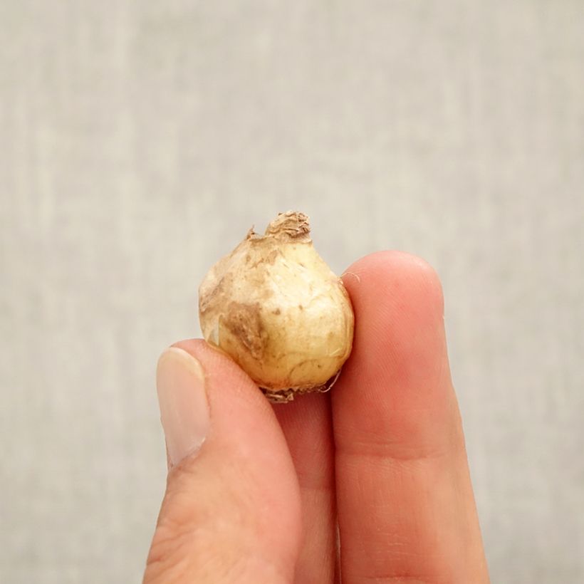 Muscari armeniacum Alida Bulb size 7+ sample as delivered in autumn