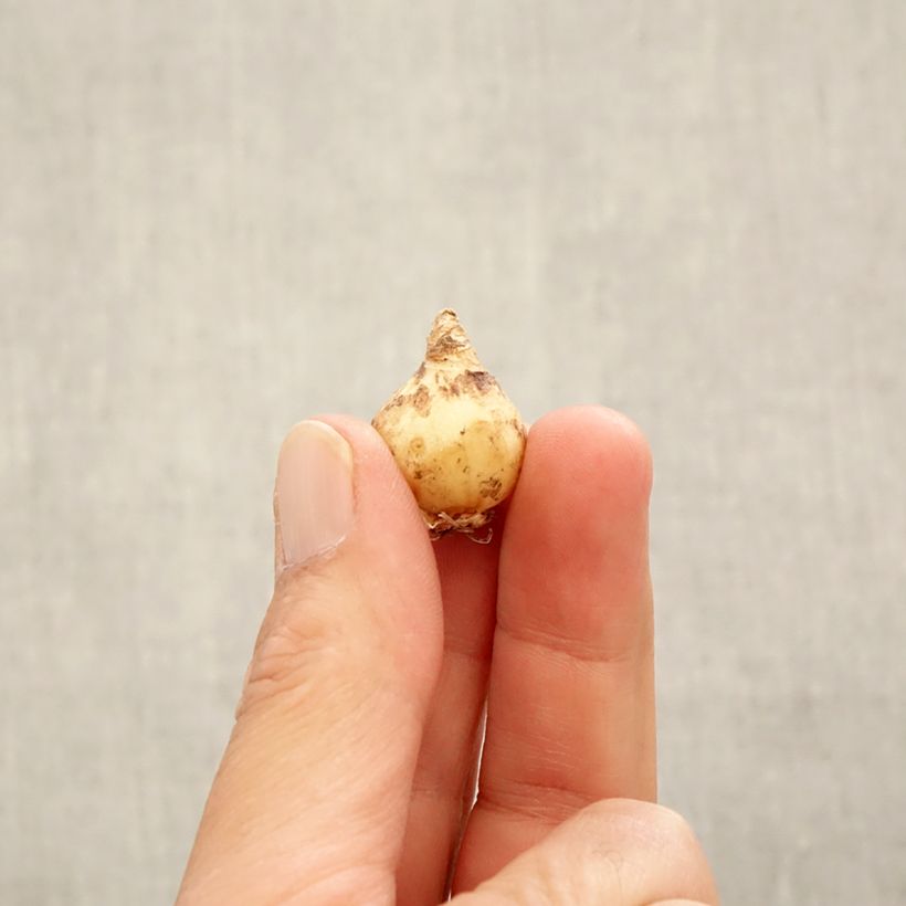 Muscari armeniacum  Bulb size 6+ sample as delivered in autumn