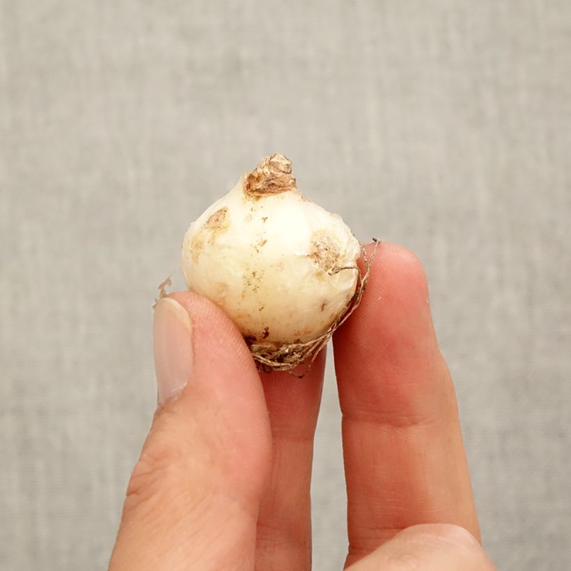 Muscari armeniacum  Bulb size 9+ sample as delivered in autumn