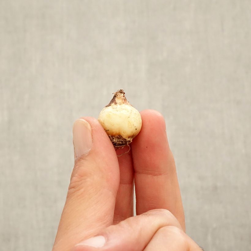 Muscari armeniacum Dark Eyes - Grape Hyacinth Bulb size 6+ sample as delivered in autumn
