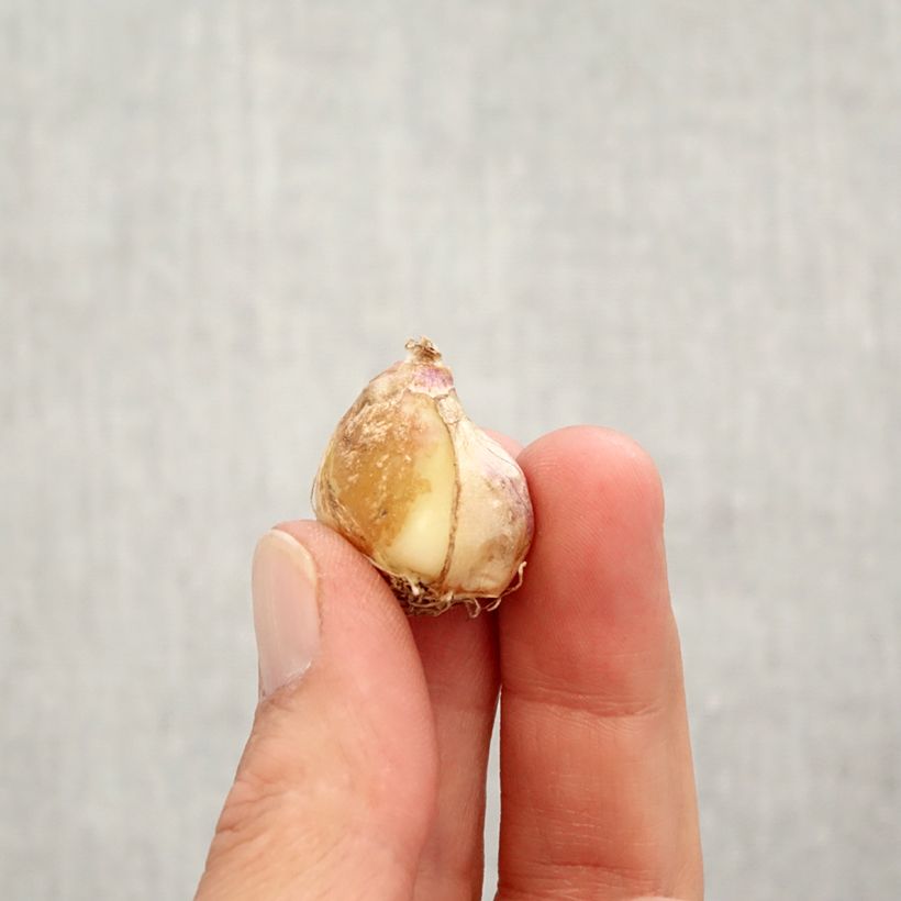 Muscari Double Beauty - Grape Hyacinth Bulb size 7+ sample as delivered in autumn