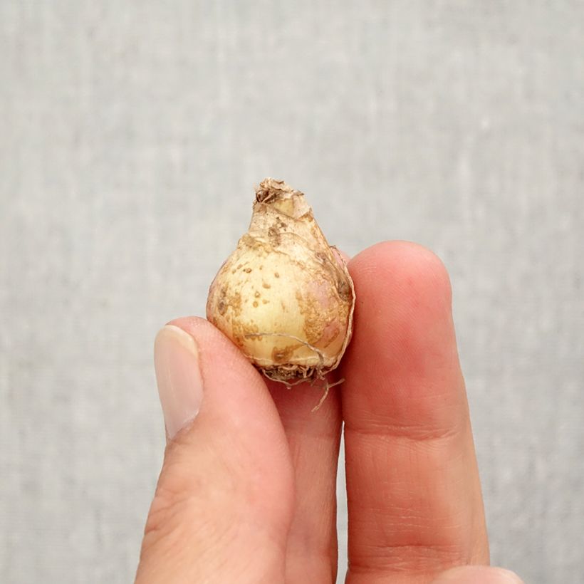 Muscari armeniacum Esther Bulb size 7+ sample as delivered in autumn