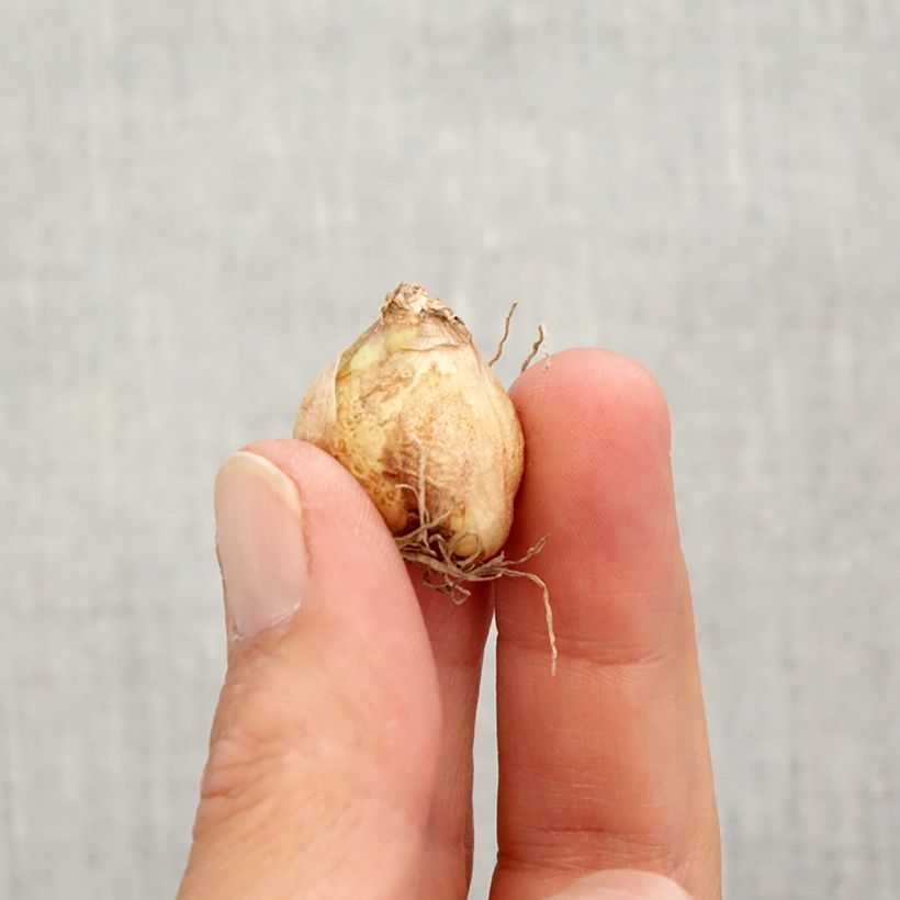 Muscari armeniacum Valerie Finnis - Grape Hyacinth Bulb size 7+ sample as delivered in autumn