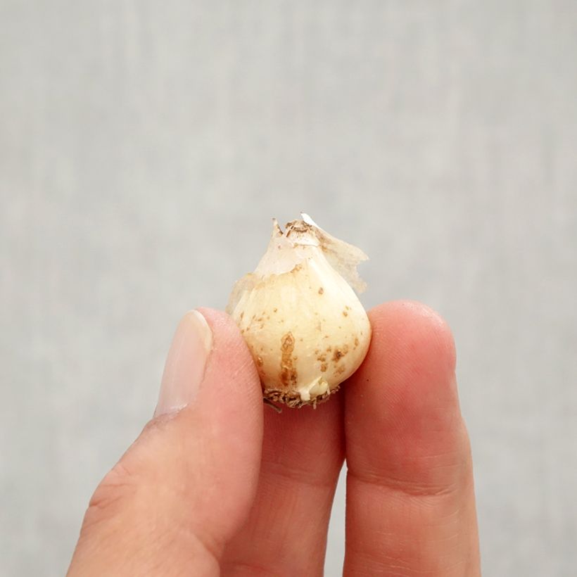 Muscari neglectum Babys Breath - Grape Hyacinth Bulb size 7+ sample as delivered in autumn