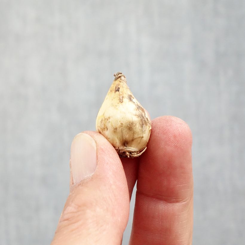 Muscari botryoides Album - Grape Hyacinth Bulb size 5/6 sample as delivered in autumn