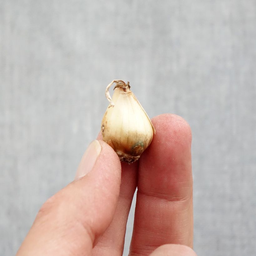 Muscari botryoides  Bulb size 5+ sample as delivered in autumn
