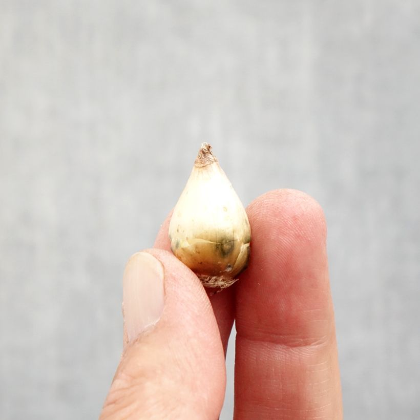 Muscari comosum - Grape Hyacinth Bulb size 5+ sample as delivered in autumn