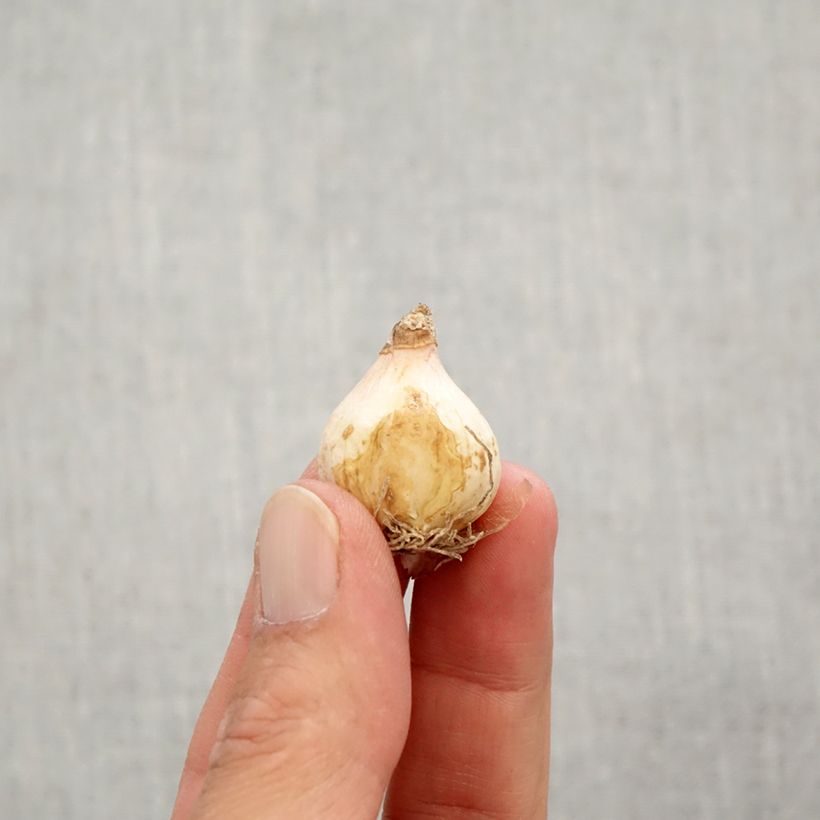 Muscari comosum Plumosum - Grape Hyacinth Bulb size 8+ sample as delivered in autumn