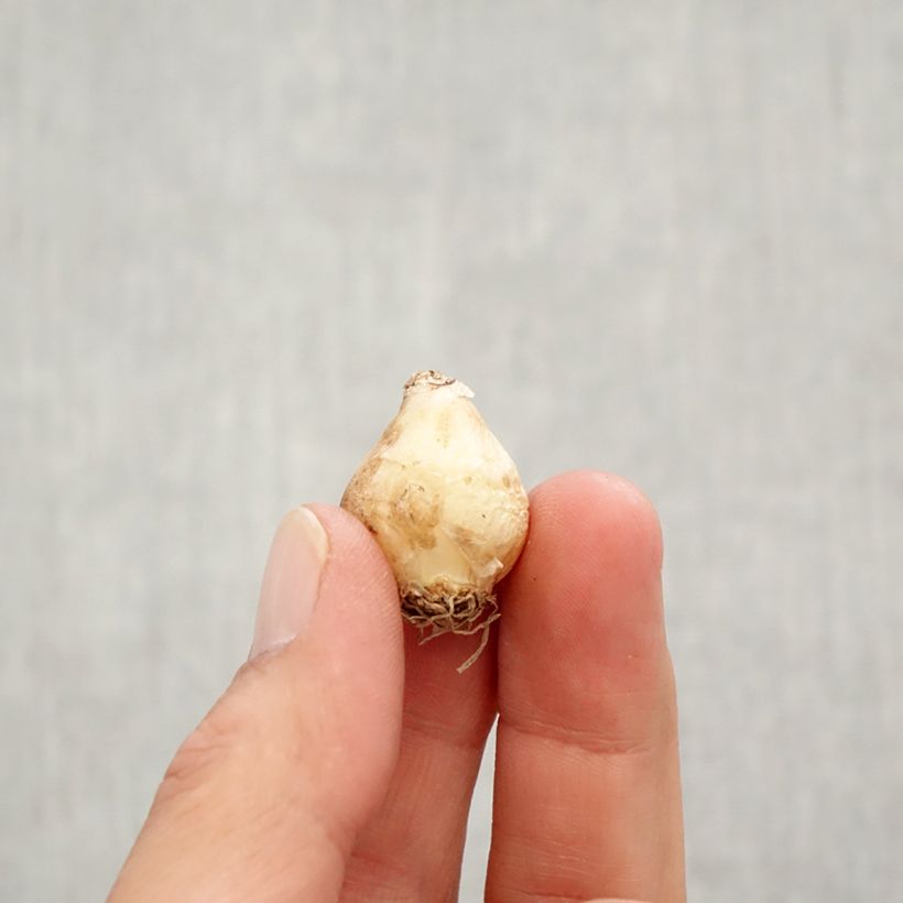 Muscari  Joyce Spirit Bulb size 7+ sample as delivered in autumn