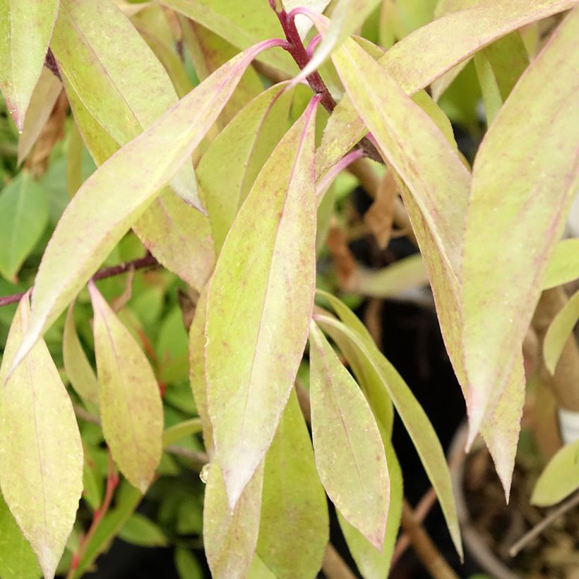 Myoporum laetum - Mousehole Tree (Foliage)