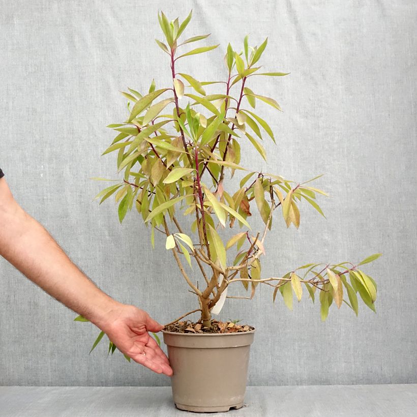 Myoporum laetum - Mousehole Tree 4L/5L pot sample as delivered in summer