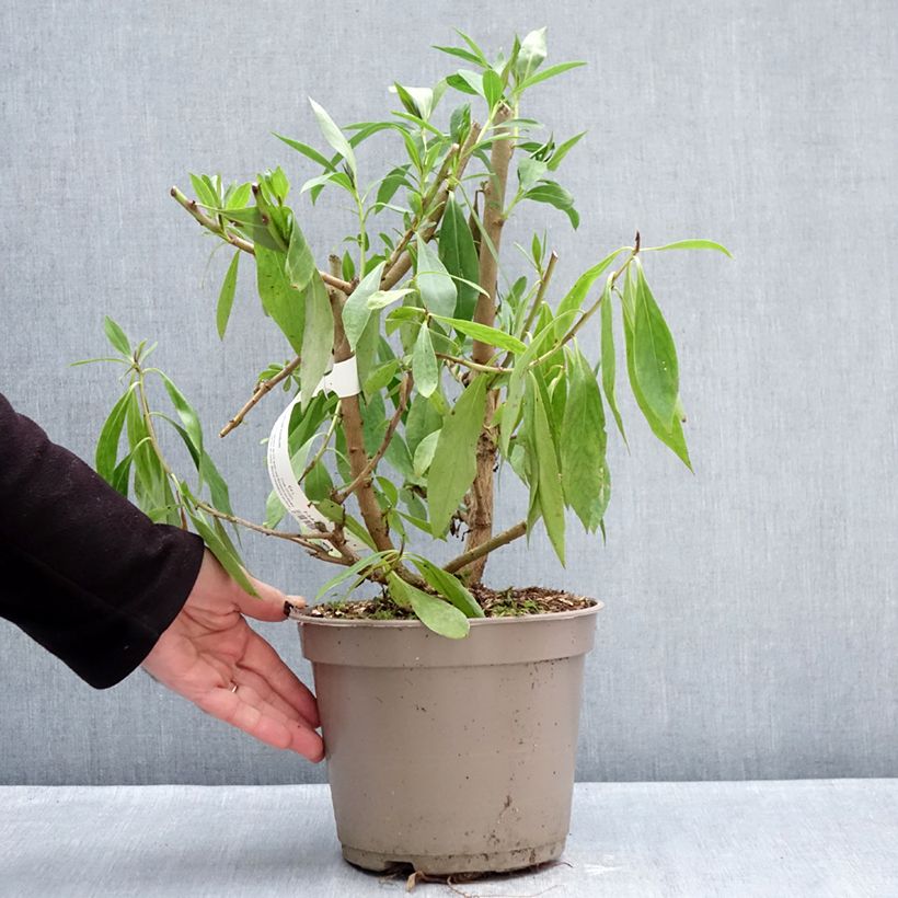 Myoporum laetum - Mousehole Tree 4L/5L pot sample as delivered in winter