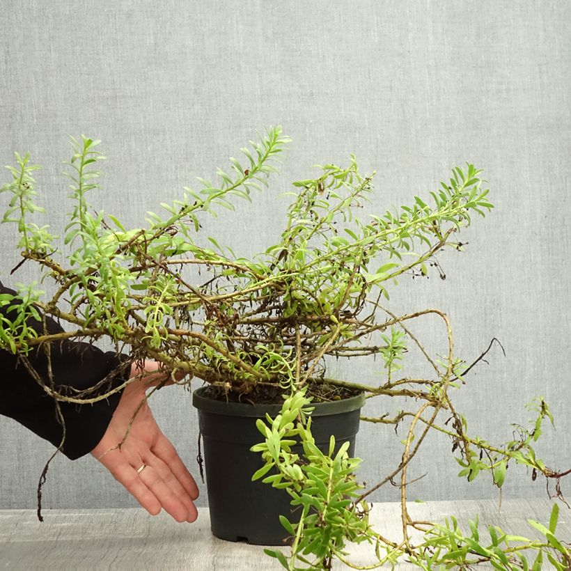 Myoporum parvifolium White 3L/4L pot sample as delivered in autumn