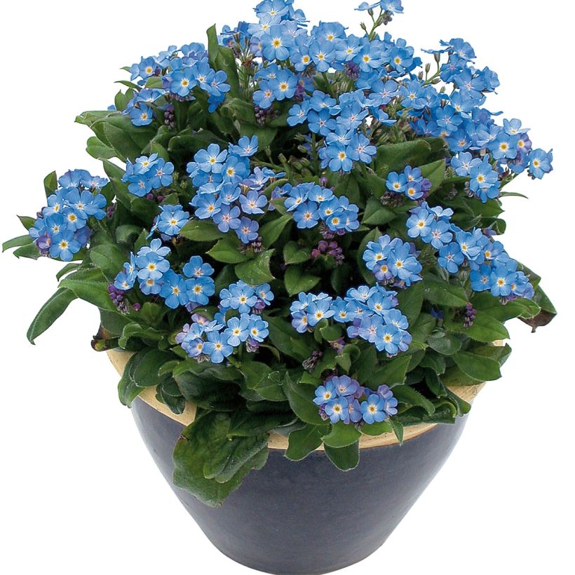 Myosotis Myomark (Plant habit)