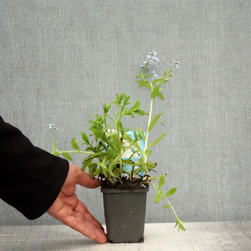 Myosotis scorpioides Alba - Forget-me-not 8/9 cm pot sample as delivered in spring