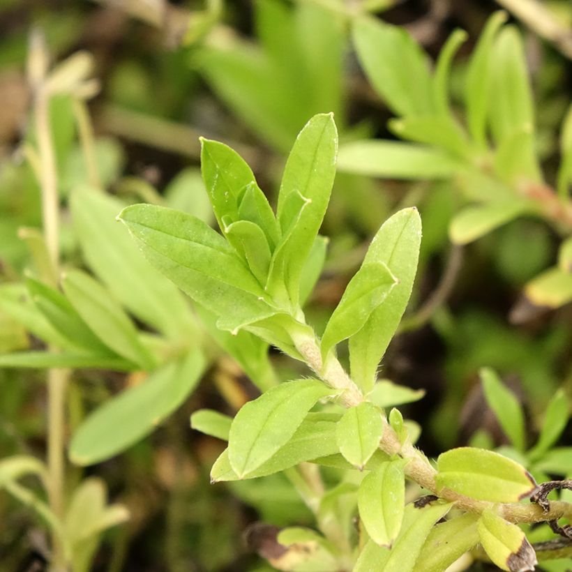Myosotis scorpioides - Forget-me-not (Foliage)
