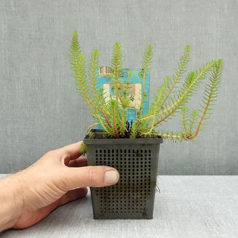 Myriophyllum crispata 1L/1.5L pot sample as delivered in autumn