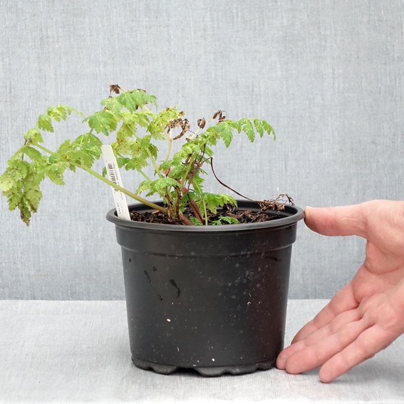 Myrrhis odorata 2L/3L pot sample as delivered in autumn