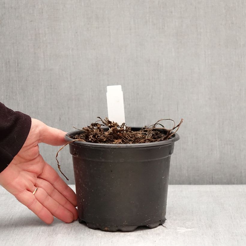 Myrrhis odorata 2L/3L pot sample as delivered in winter