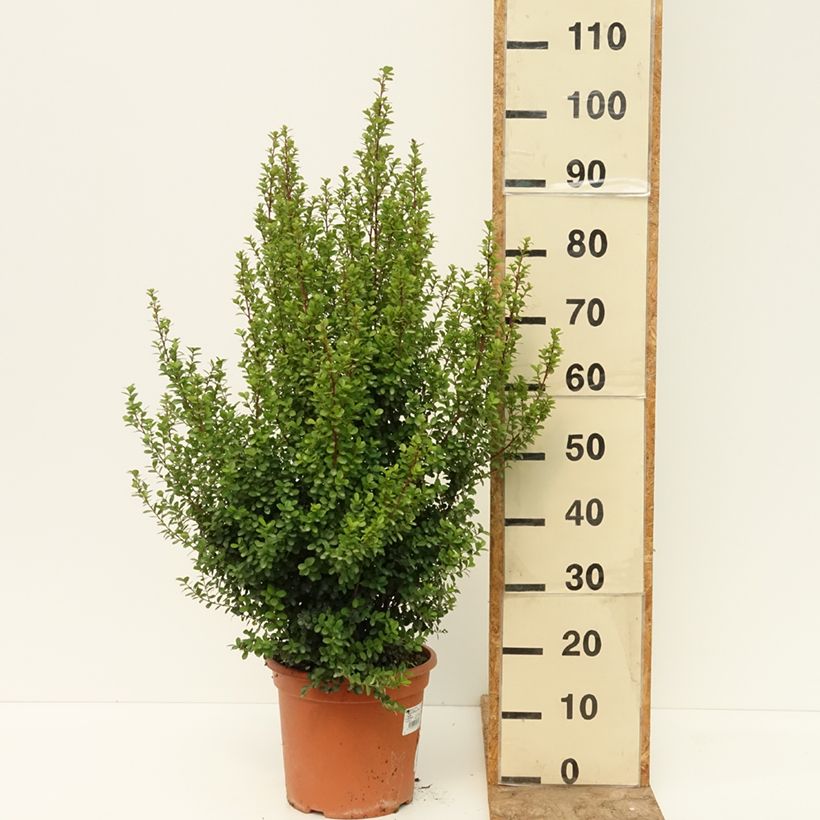 Myrsine africana 7.5L/10L pot sample as delivered in summer
