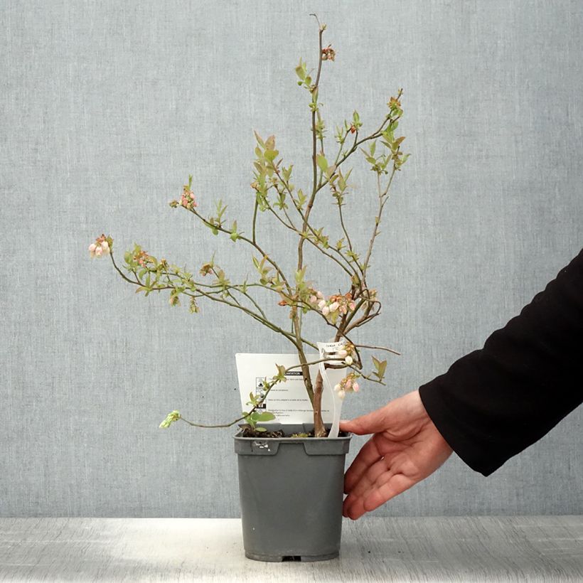 Vaccinium corymbosum Atlantic - American Blueberry 4L/5L pot sample as delivered in spring