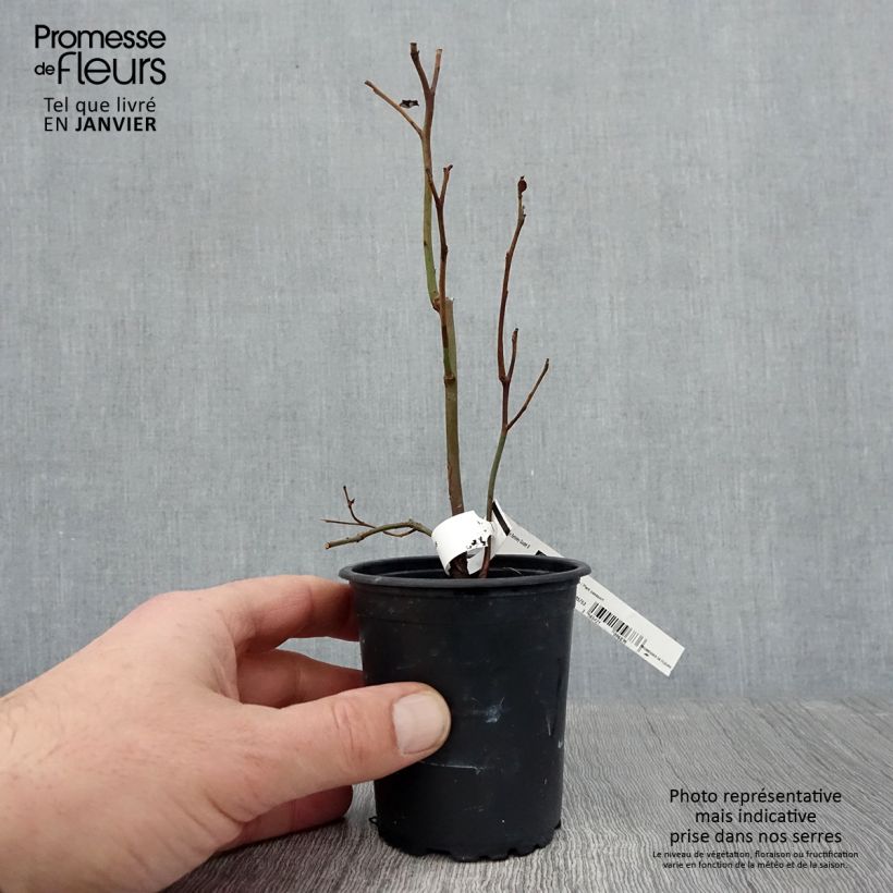 Vaccinium corymbosum Berkeley 8/9 cm pot sample as delivered in winter