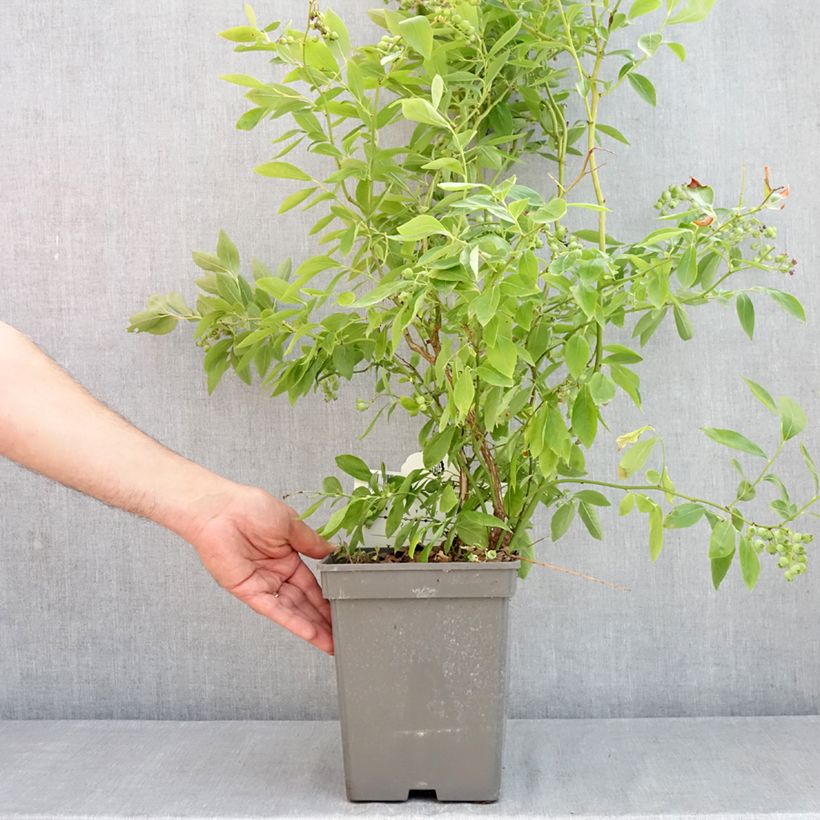 Vaccinium corymbosum Blue pearl- American Blueberry 4L/5L pot sample as delivered in spring