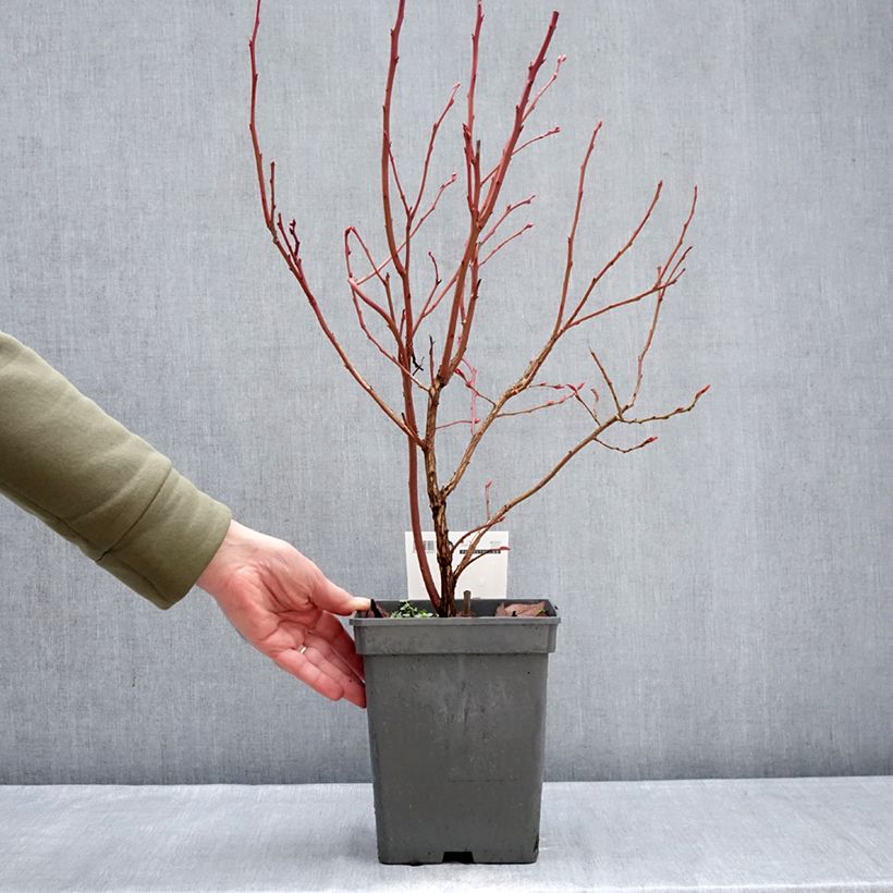 Vaccinium corymbosum Blue pearl- American Blueberry 4L/5L pot sample as delivered in winter