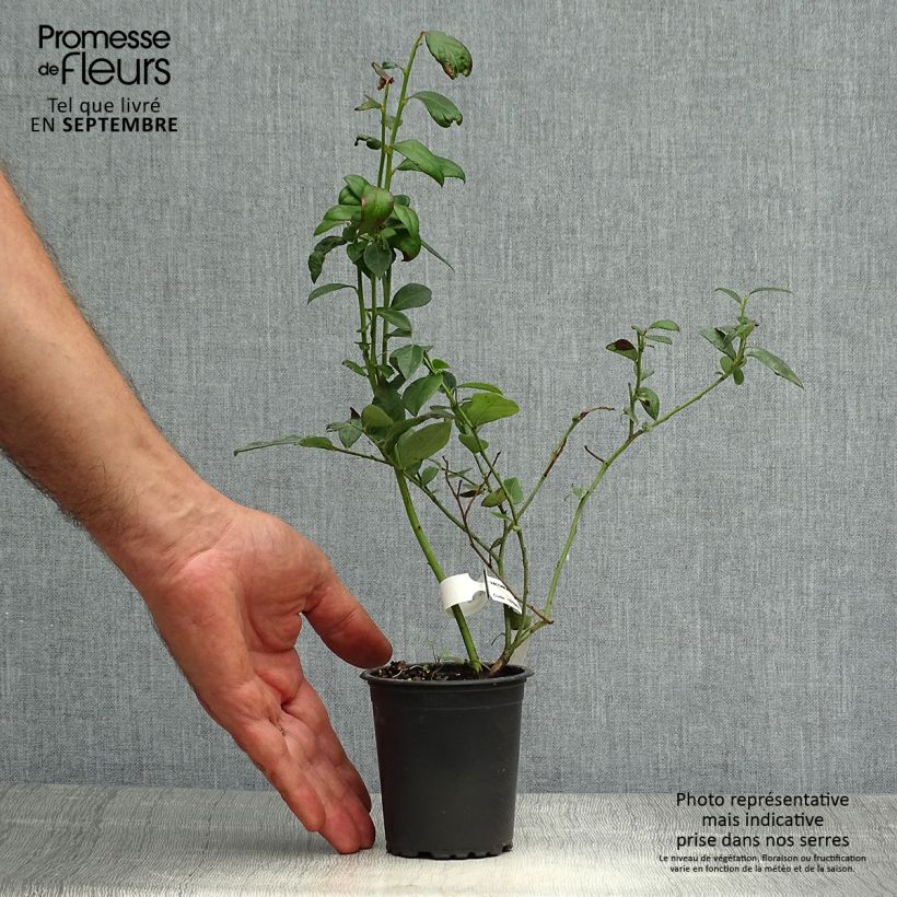 Vaccinium corymbosum Brigitta- American Blueberry 8/9 cm pot sample as delivered in autumn