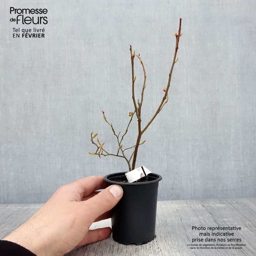 Vaccinium corymbosum Brigitta- American Blueberry 8/9 cm pot sample as delivered in winter