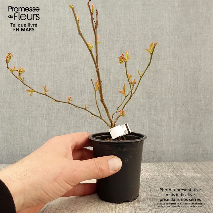 Vaccinium corymbosum Brigitta- American Blueberry 8/9 cm pot sample as delivered in spring