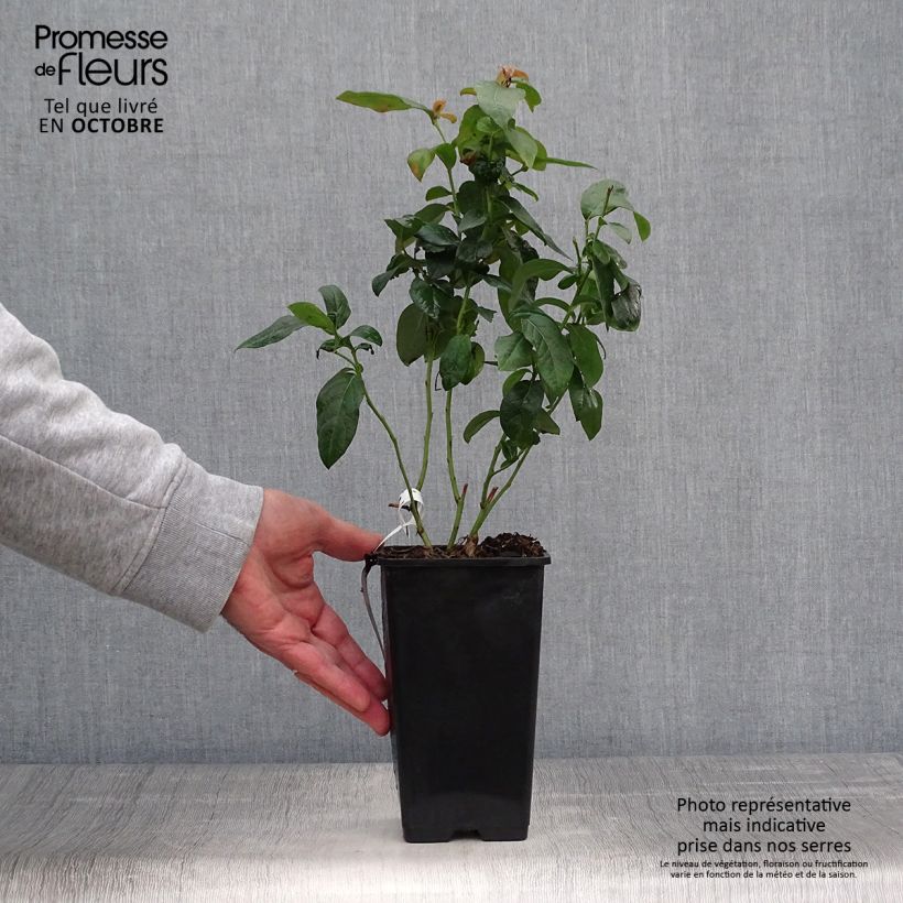 Vaccinium corymbosum Brigitta- American Blueberry 1L/1.5L pot, Bush sample as delivered in autumn