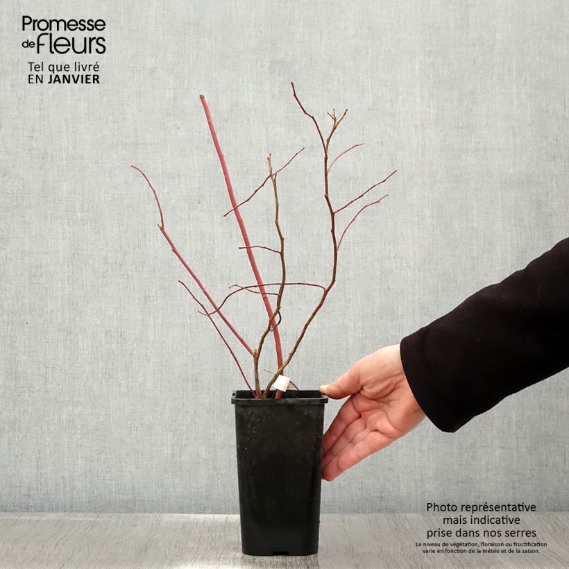 Vaccinium corymbosum Brigitta- American Blueberry 1.5L/2L pot, Bush sample as delivered in winter