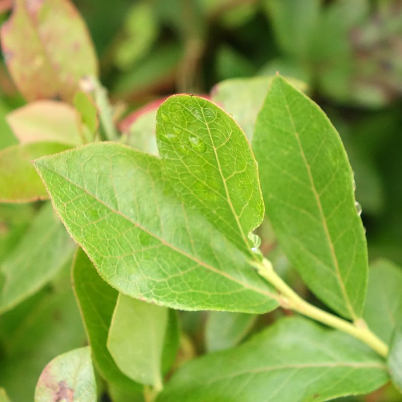 Vaccinium corymbosum Brigitta- American Blueberry (Foliage)