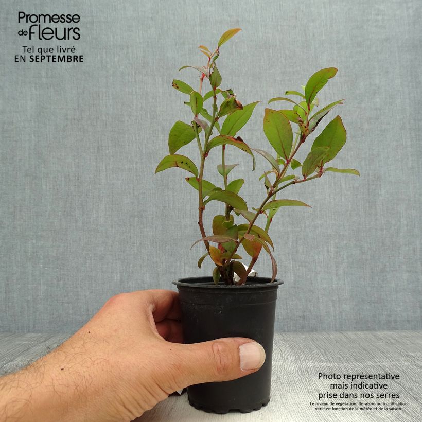 Vaccinium corymbosum Darrow- American Blueberry 8/9 cm pot sample as delivered in autumn