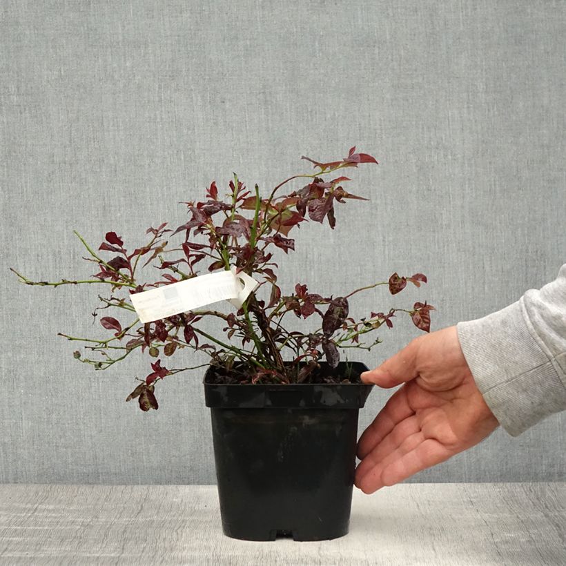 Vaccinium corymbosum Darrow- American Blueberry 1.5L/2L pot sample as delivered in spring