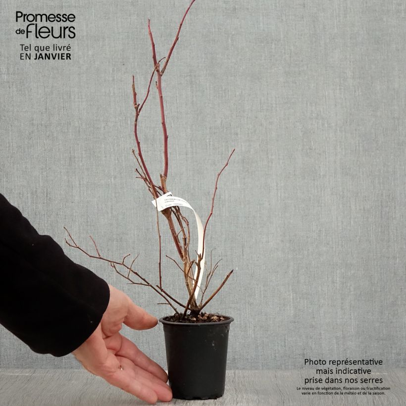 Vaccinium corymbosum Duke- American Blueberry 8/9 cm pot sample as delivered in winter