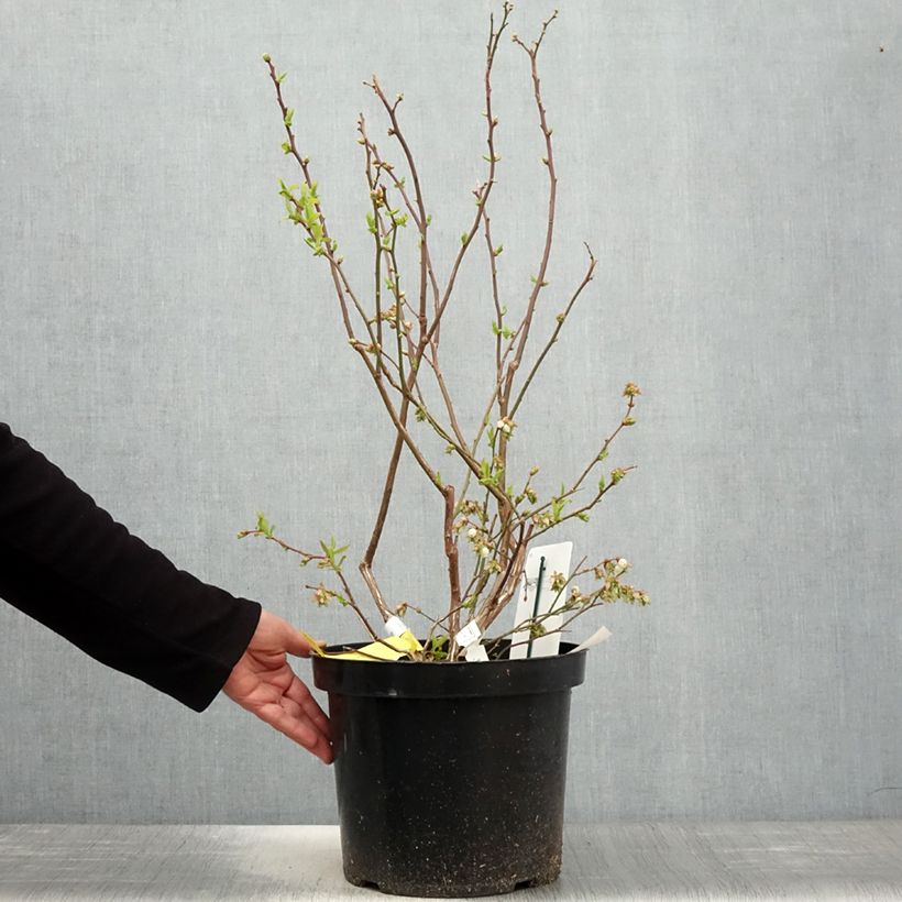 Vaccinium corymbosum Duke- American Blueberry 7.5L/10L pot sample as delivered in spring