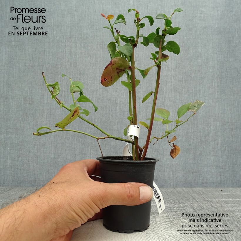 Vaccinium corymbosum Ivanhoe- American Blueberry 8/9 cm pot sample as delivered in autumn