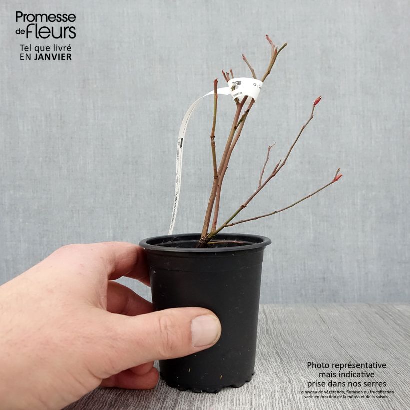 Vaccinium corymbosum Ivanhoe- American Blueberry 8/9 cm pot sample as delivered in winter