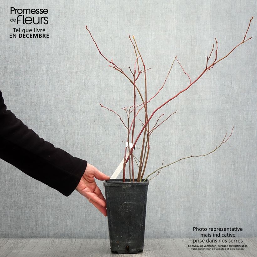 Vaccinium corymbosum Ivanhoe- American Blueberry 1.5L/2L pot, Bush sample as delivered in autumn