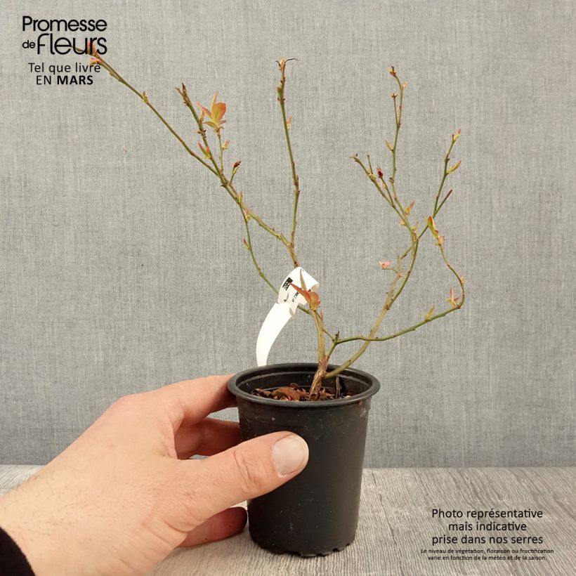 Vaccinium corymbosum North Blue- American Blueberry 8/9 cm pot sample as delivered in spring