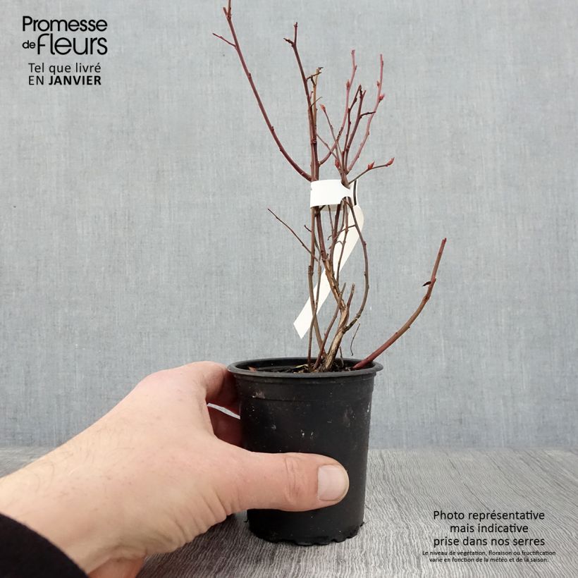 Vaccinium corymbosum Northcountry- American Blueberry 8/9 cm pot sample as delivered in winter