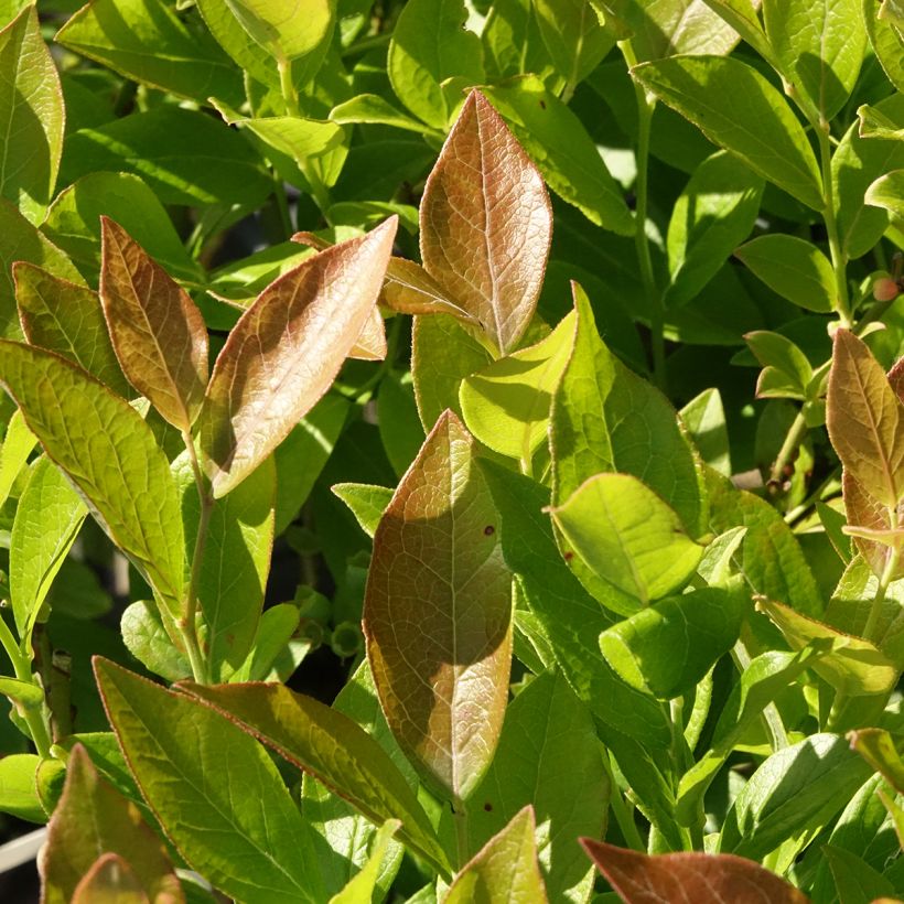 Vaccinium corymbosum Pioneer- American Blueberry (Foliage)