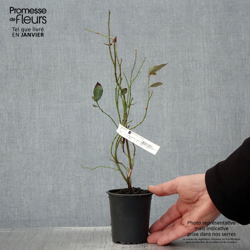 Vaccinium corymbosum Pioneer- American Blueberry 8/9 cm pot sample as delivered in winter